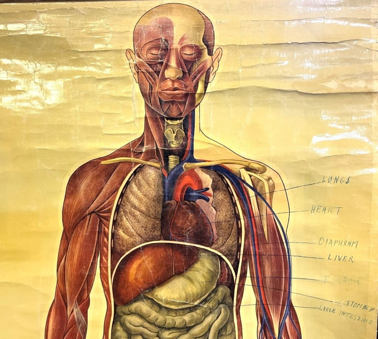 Vintage Anatomical Wall Chart by J Teck