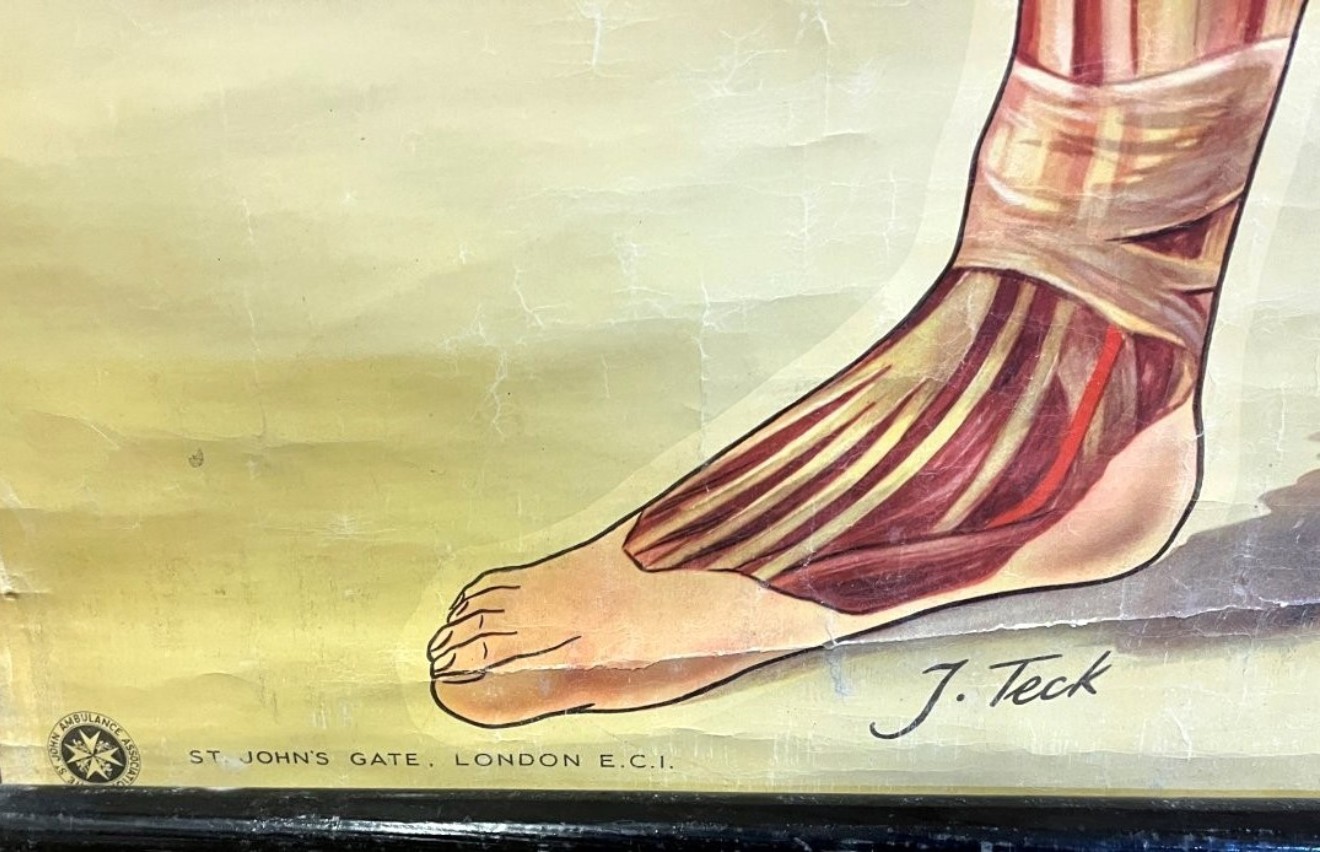 Vintage Anatomical Wall Chart by J Teck