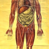 Vintage Anatomical Wall Chart by J Teck