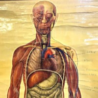 Vintage Anatomical Wall Chart by J Teck