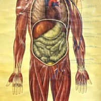 Vintage Anatomical Wall Chart by J Teck