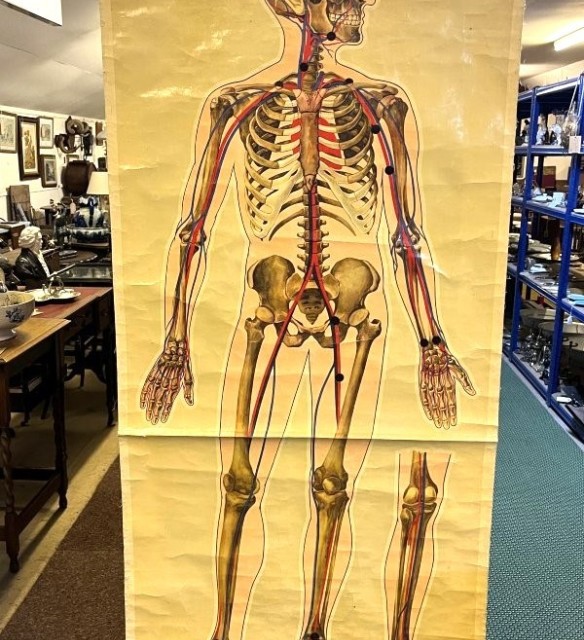 Vintage Anatomical Skeleton and Major Blood Vessels Wall Chart by J Teck